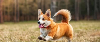 Welsh Corgi Pembroke (Corgi Pembroke) características, descripción y rasgos de la raza