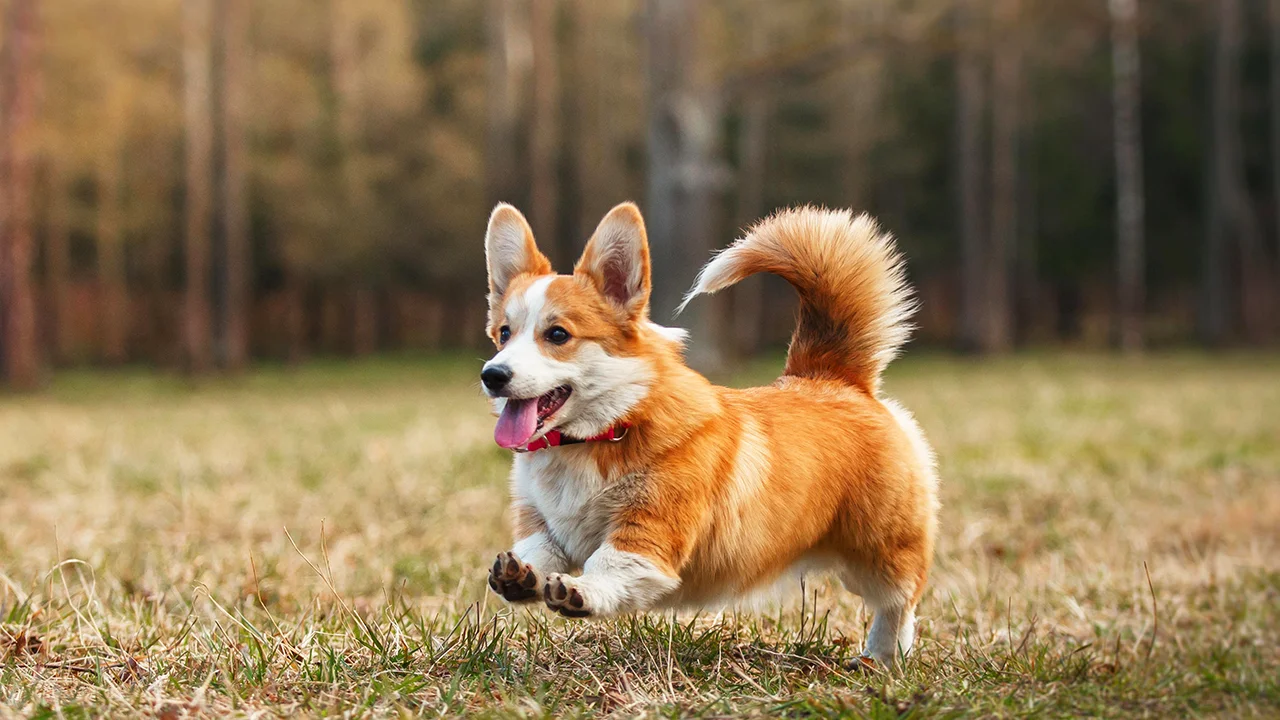 Welsh Corgi Pembroke (Corgi Pembroke) características, descripción y rasgos de la raza