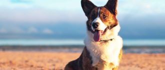 Corgi Galés Cardigan (Corgi Cardigan) características, descripción y rasgos de la raza
