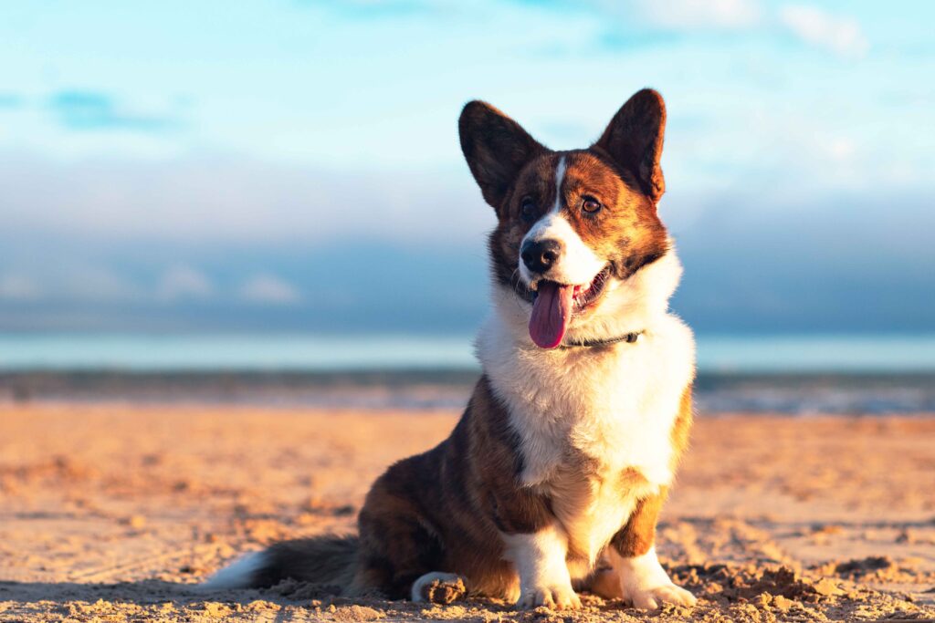 Corgi Galés Cardigan (Corgi Cardigan) características, descripción y rasgos de la raza