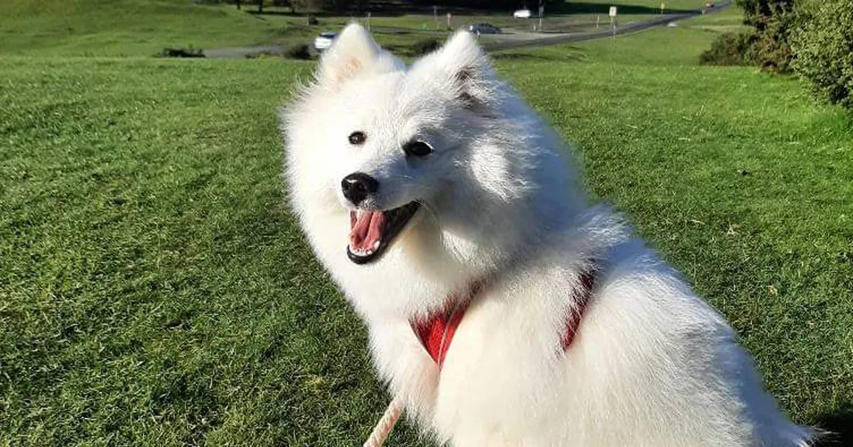 Spitz esquimal americano (perro esquimal americano): foto, descripción de la raza y características.