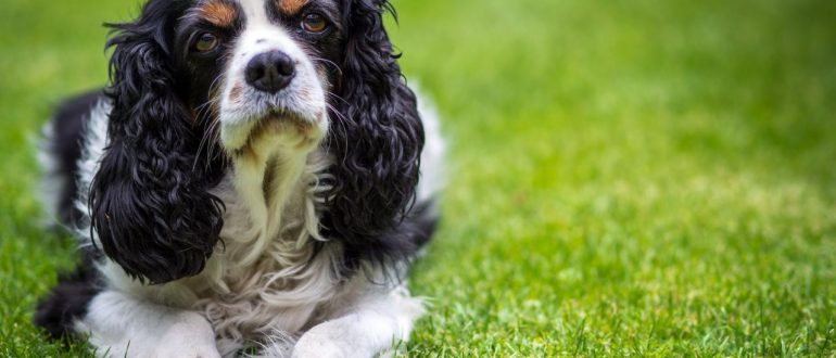 Cavalier King Charles Spaniel (o toy spaniel): todo sobre la raza y sus cuidados