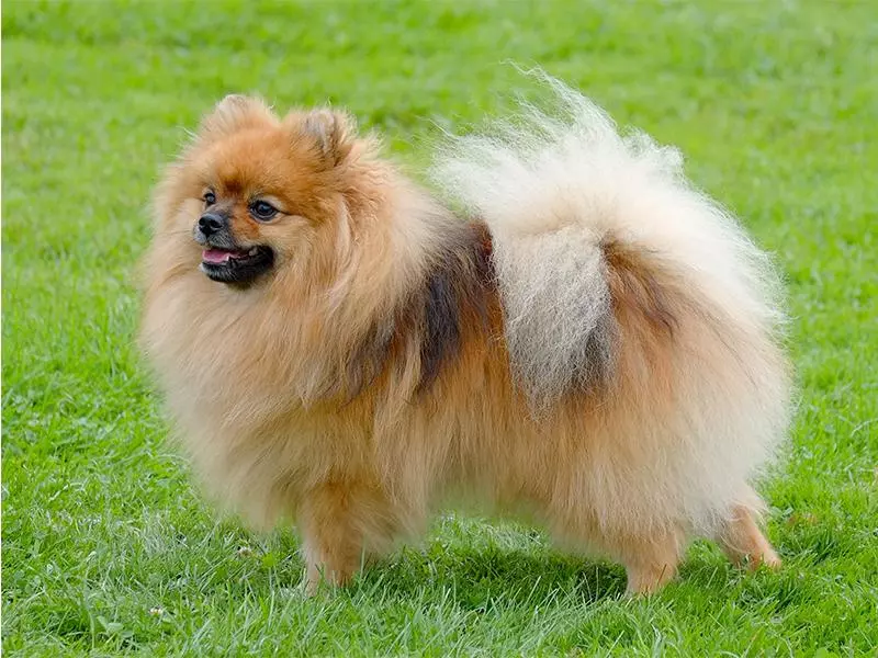 Spitz Pomerania (Zwergspitz, spitz enano): descripción, características de la raza, fotos y particularidades