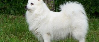Spitz Japonés: fotos, características, descripción y particularidades de la raza