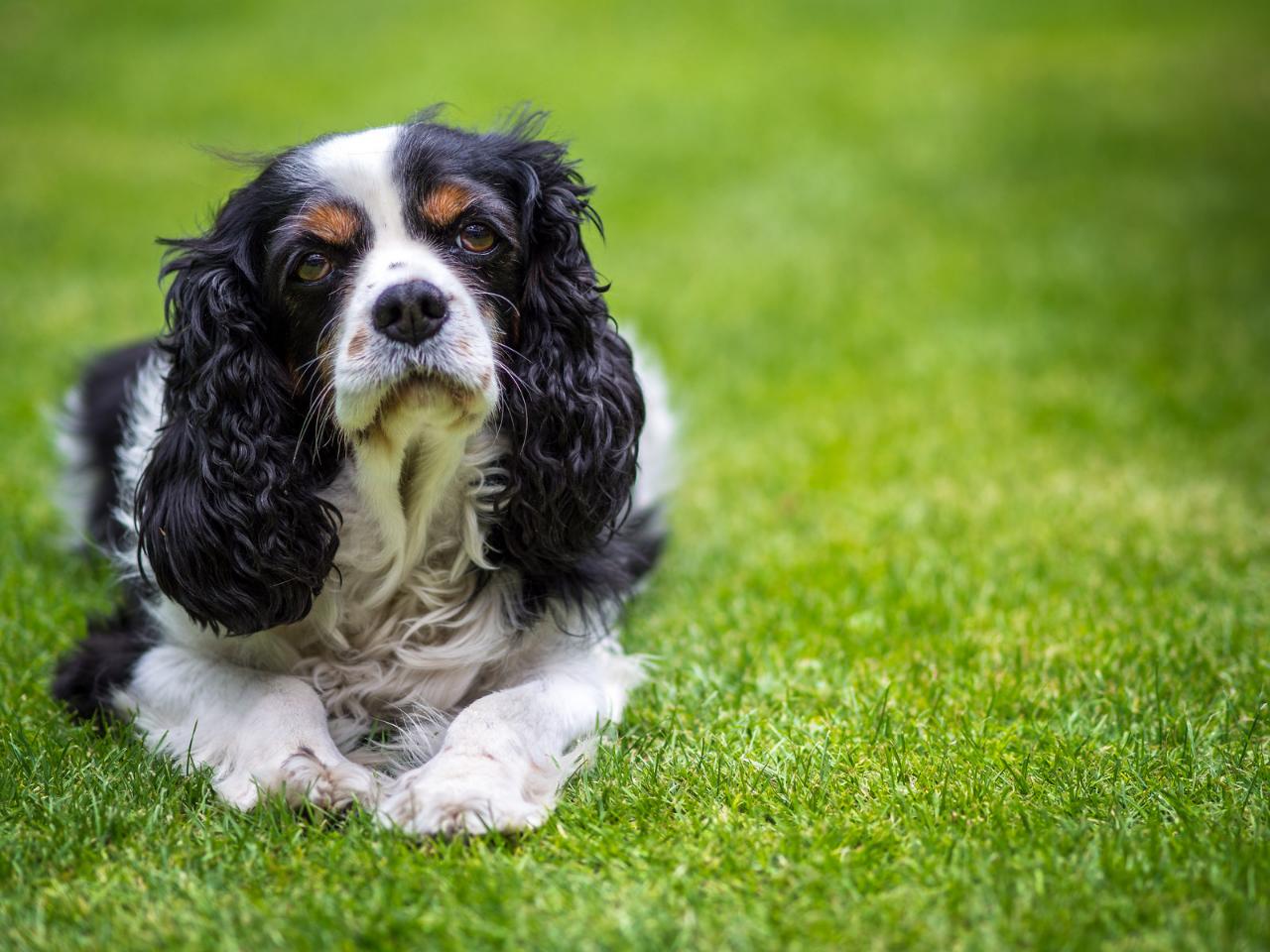 Cavalier King Charles Spaniel (ou Épagneul Toy) : tout sur la race et les particularités de son élevage