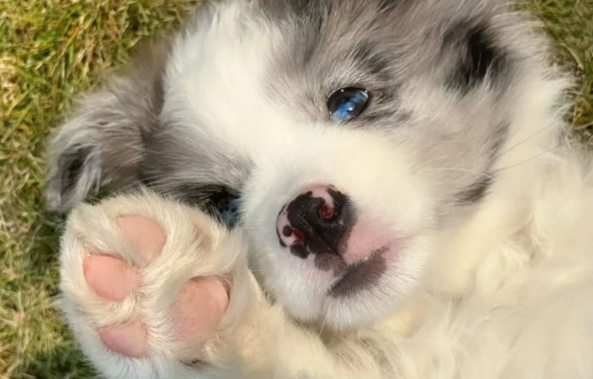La maison est prête, nous n'attendons plus que toi ! Le check-list complet pour préparer l'arrivée d'un chiot