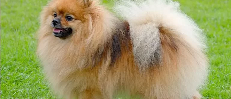 Spitz Allemand Nain (Loulou de Poméranie) : description, caractéristiques de la race, photos та spécificités
