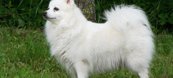Spitz Japonais – Photos, caractéristiques, description et particularités de la race