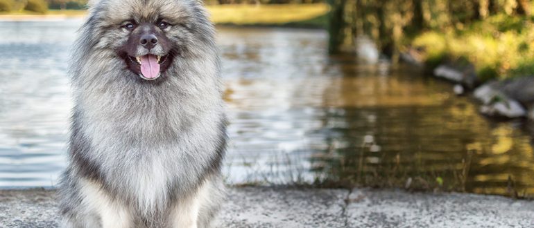 Keeshond (Spitz-Loup) : Guide Complet sur le Caractère, Soins et Photos