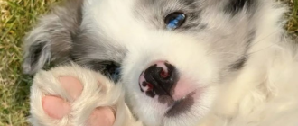 Дім готовий, ми чекаємо! Повний чек-лист підготовки до появи цуценяти